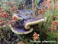 Phaeolus schweinitzii-amf1549-1